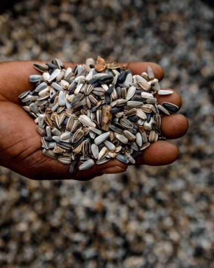 Sunflowere seeds rasheedhrasheed wiki fi 720x540