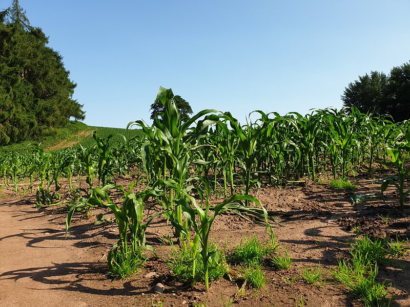 50038009517 ec599acc37 c