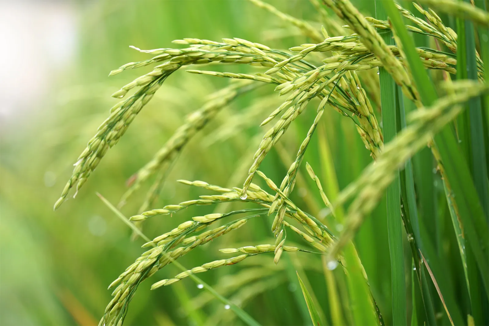 Ripening heads rice oryza sativa