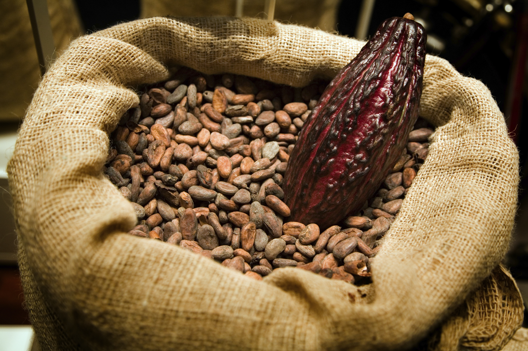 Raw cacao beans